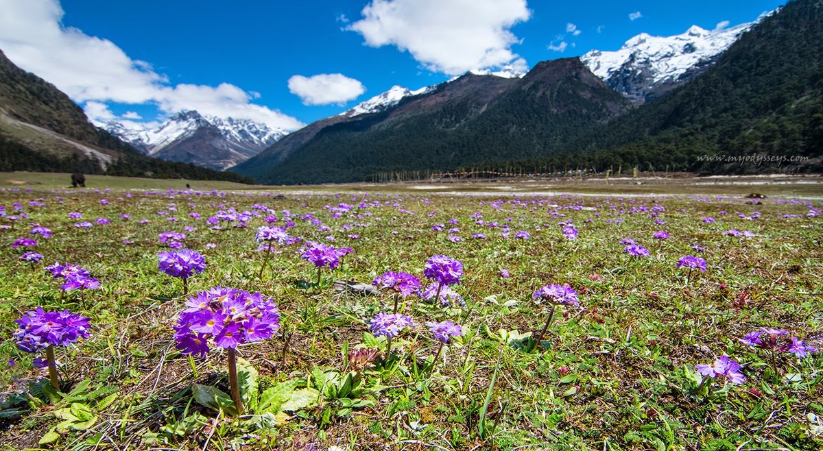 Leh Ladakh Tour